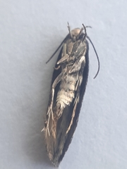 Mompha sturnipennella