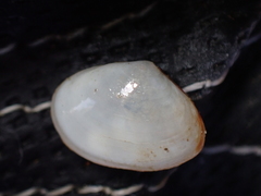 Abra alba