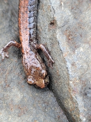 Plethodon larselli