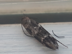 Mompha sturnipennella