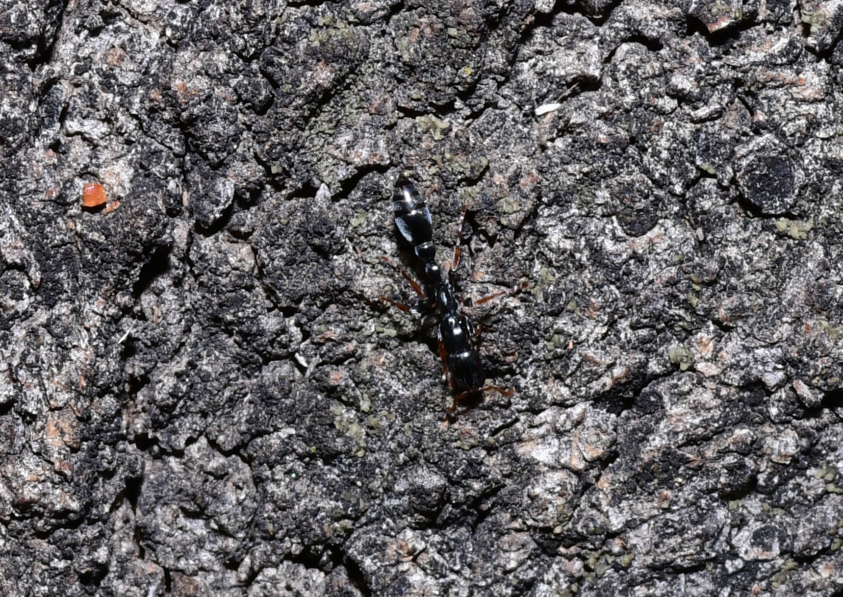 Tetraponera punctulata