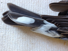 Setophaga coronata