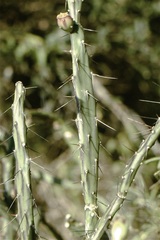 Opuntia retrorsa