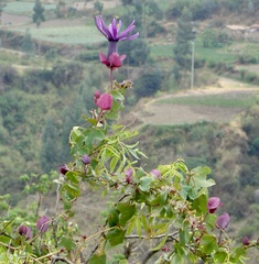 Passiflora umbilicata