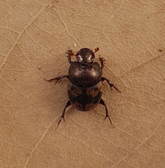 Onthophagus trituber