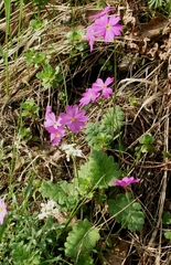 Primula cortusoides