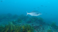 Latridopsis ciliaris