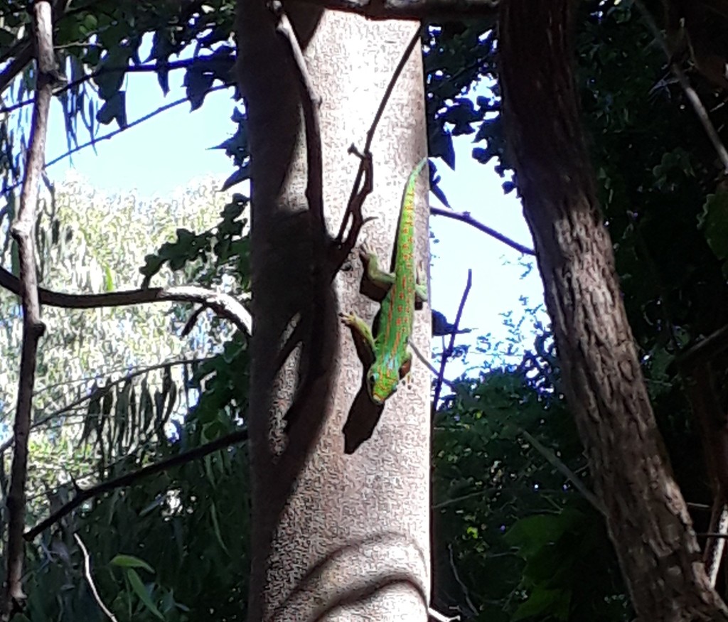 Gecko diurne de Guimbeau (gecko diurne à taches orange de Maurice) (Phelsuma guimbeaui)