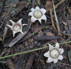 Geastrum schweinitzii