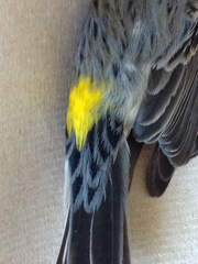 Setophaga coronata