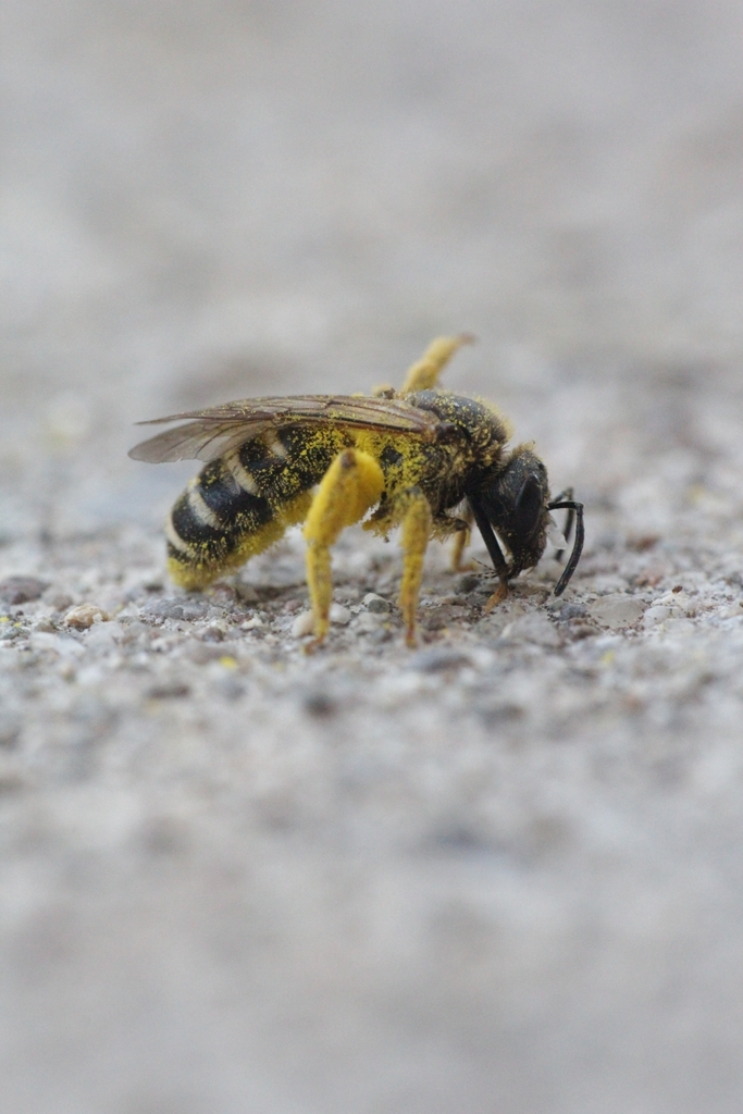 Argalictus