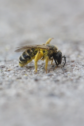 Halictus cochlearitarsis