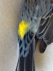 Setophaga coronata
