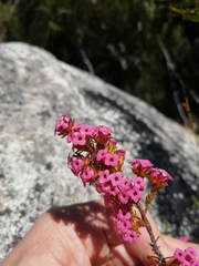 Erica walkeria