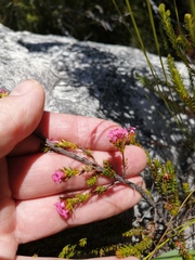 Erica walkeria