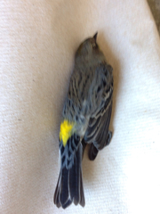 Setophaga coronata