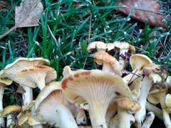 Cantharellus pallens