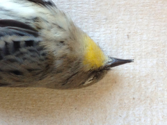 Setophaga coronata