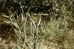 Opuntia retrorsa