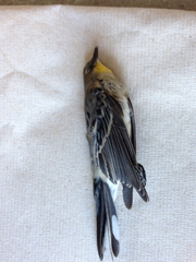 Setophaga coronata