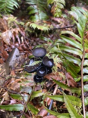 Pseudoplectania vogesiaca