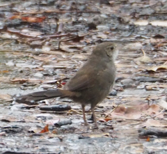 Dasyornis brachypterus