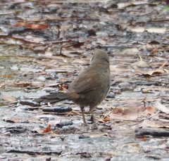 Dasyornis brachypterus