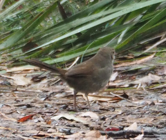 Dasyornis brachypterus