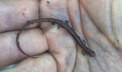 Eurycea quadridigitata