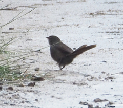 Dasyornis brachypterus