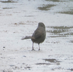 Dasyornis brachypterus