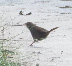 Dasyornis brachypterus