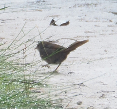 Dasyornis brachypterus