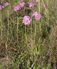 Primula longiscapa