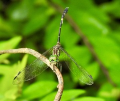 Nannophlebia eludens