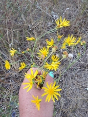 Jacobaea borysthenica