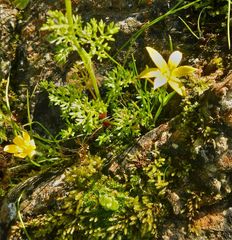 Gagea peduncularis