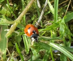 Coccinella septempunctata