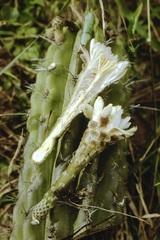 Stetsonia coryne