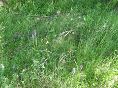 Dactylorhiza incarnata incarnata