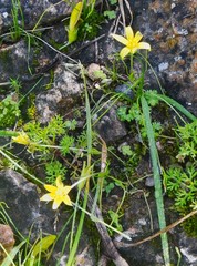Gagea peduncularis