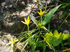 Gagea peduncularis