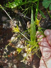 Gagea peduncularis