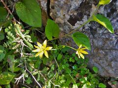 Gagea peduncularis