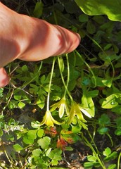 Gagea peduncularis