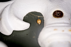 Argyrodes antipodianus