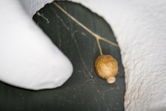 Argyrodes antipodianus