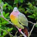 Pink-necked Green-Pigeon - Photo (c) Estella Goh, some rights reserved (CC BY-NC), uploaded by Estella Goh