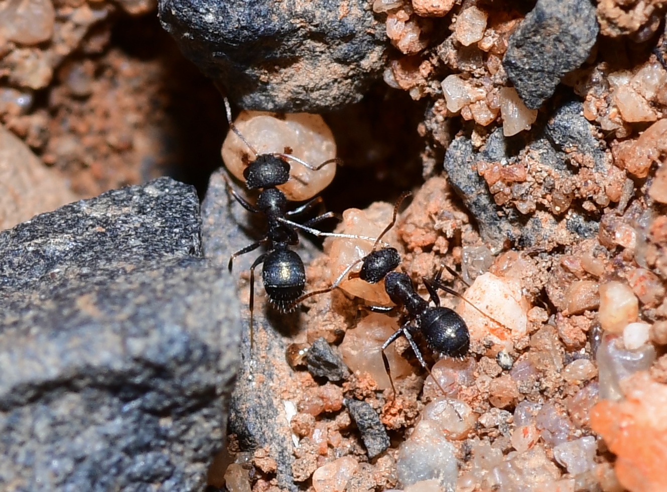 Melophorus fieldi