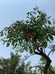 Erythrina crista-galli